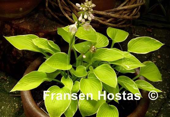 Hosta Shere Khan